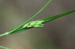 Thorne's sedge